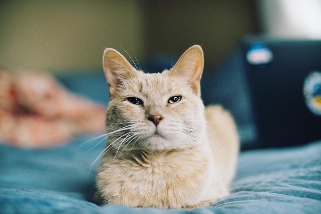 Traum von einer weißen Katze