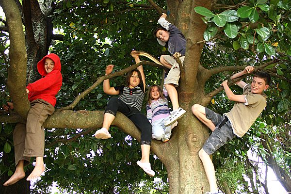 auf einen Baum klettern Traumbuch