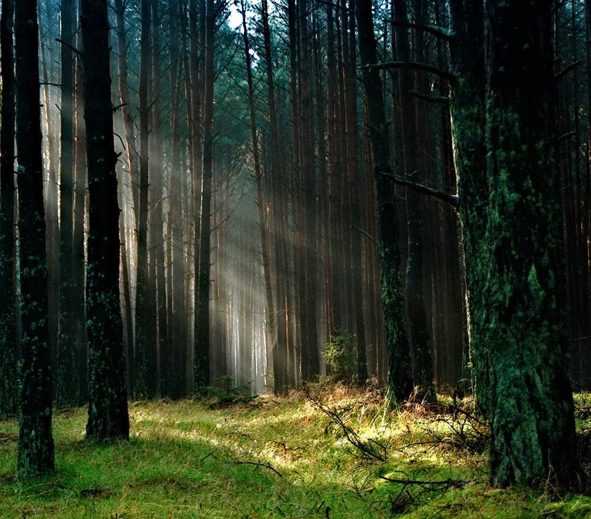 Wald aus einem Traum