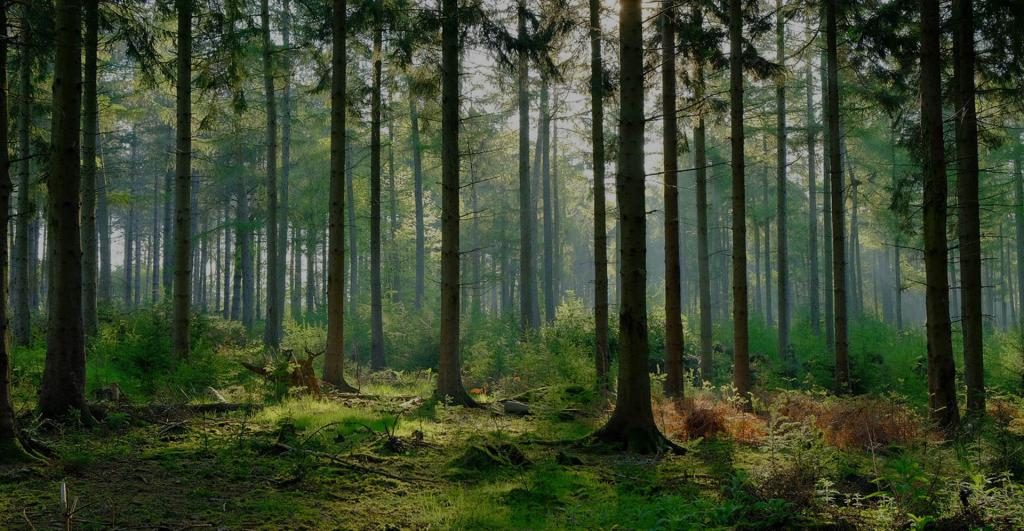 Wald der Zukunft