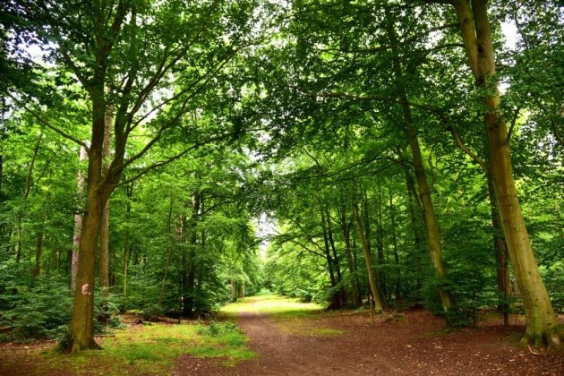 Morgendämmerung im Wald