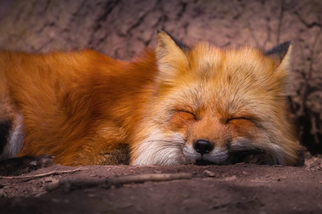 einen Fuchs streicheln