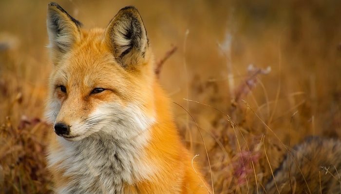 träume von einem fuchs