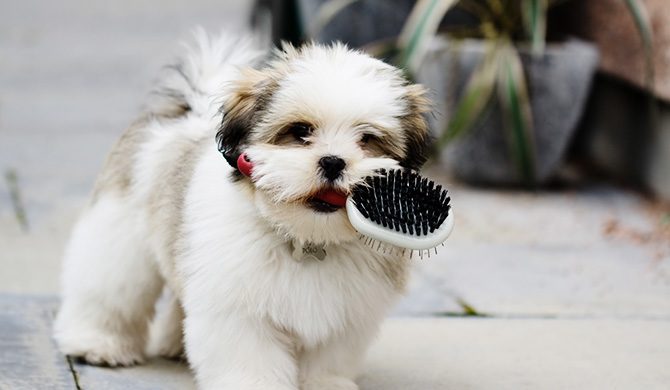 Ein Hund trägt einen Kamm