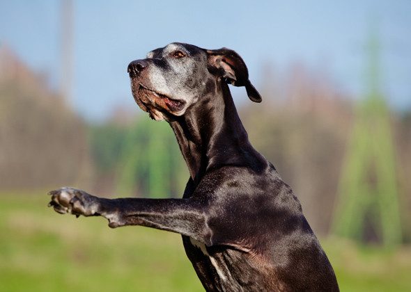 Schwarzer Hund