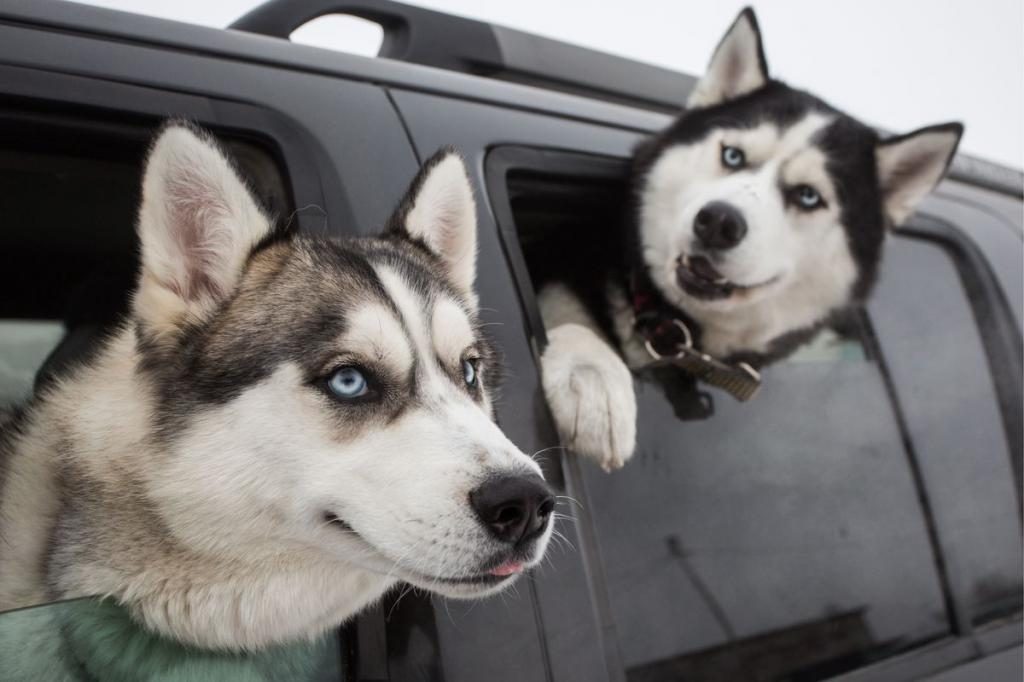 Husky in einem Auto