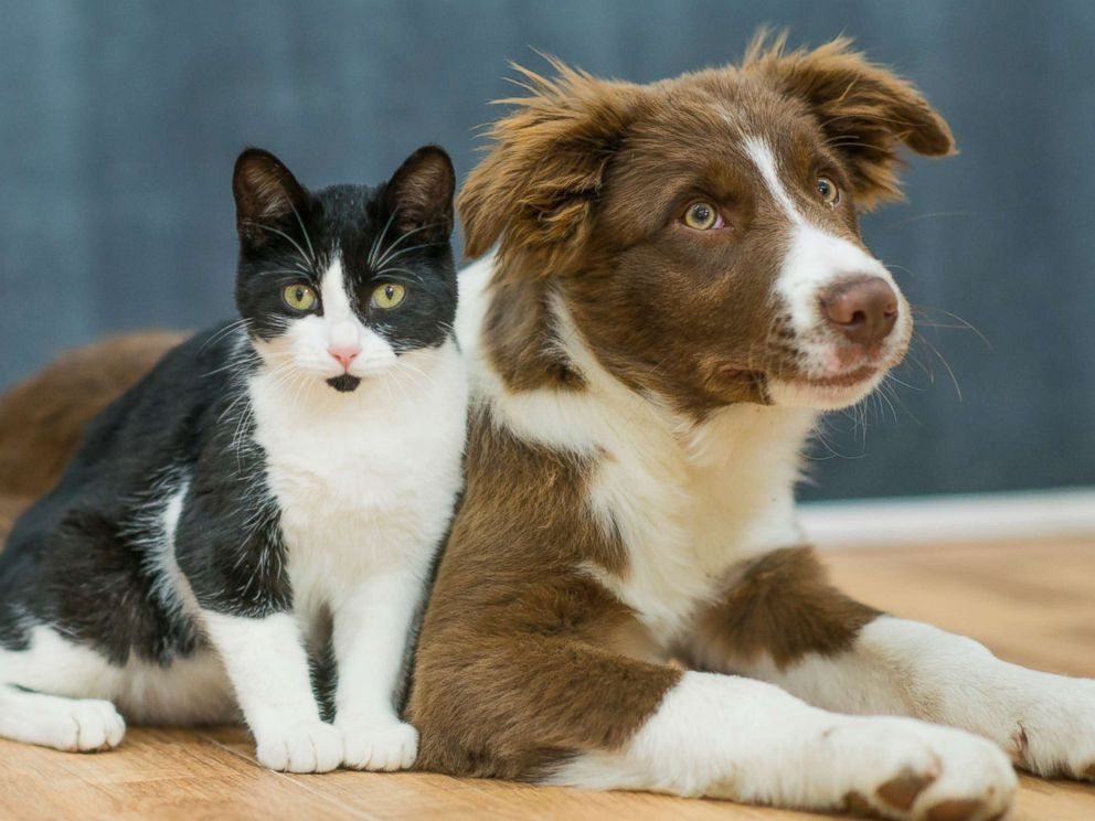 Hund und Katze