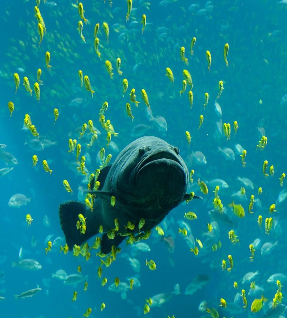 Großer Fisch umgeben von kleinen Fischen.