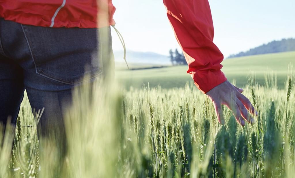 Wenn Sie von einem Feld geträumt haben