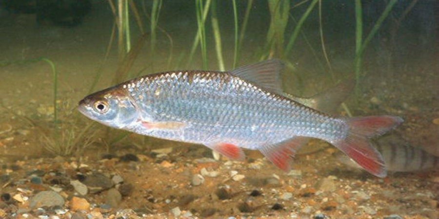 Silberner Fisch