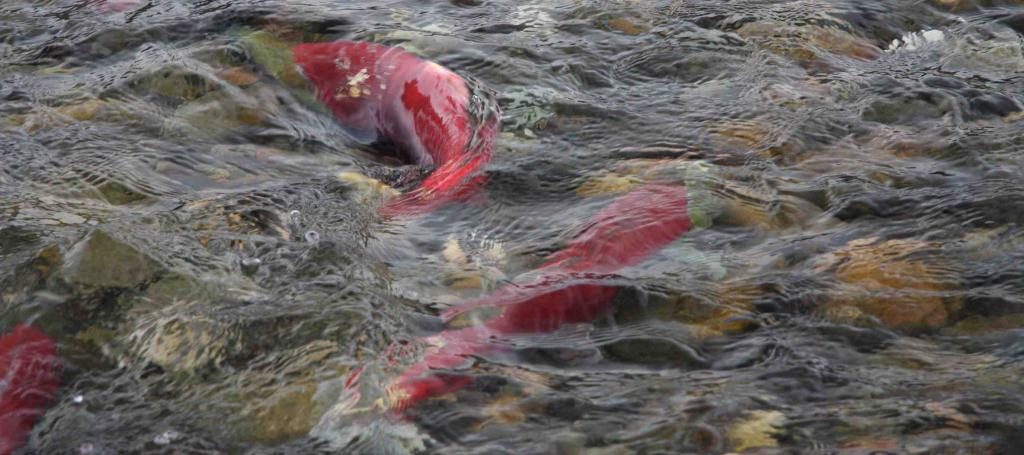 Roter Fisch im Wasser