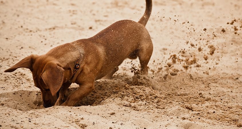 Traum vom Füttern eines Hundes