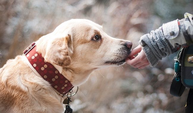 Hund jagt Traumbuch