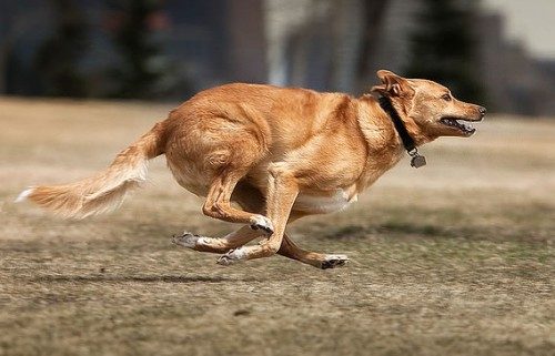 Was bedeutet ein jagender Hund im Traum?