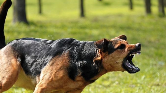 Hund jagt in einem Traum Traum Bedeutung des Traums