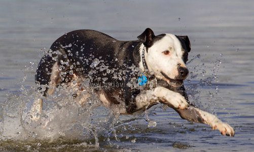 Ein Hund, der eine Katze im Traum jagt