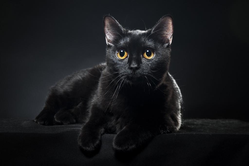 Schwarze Katze