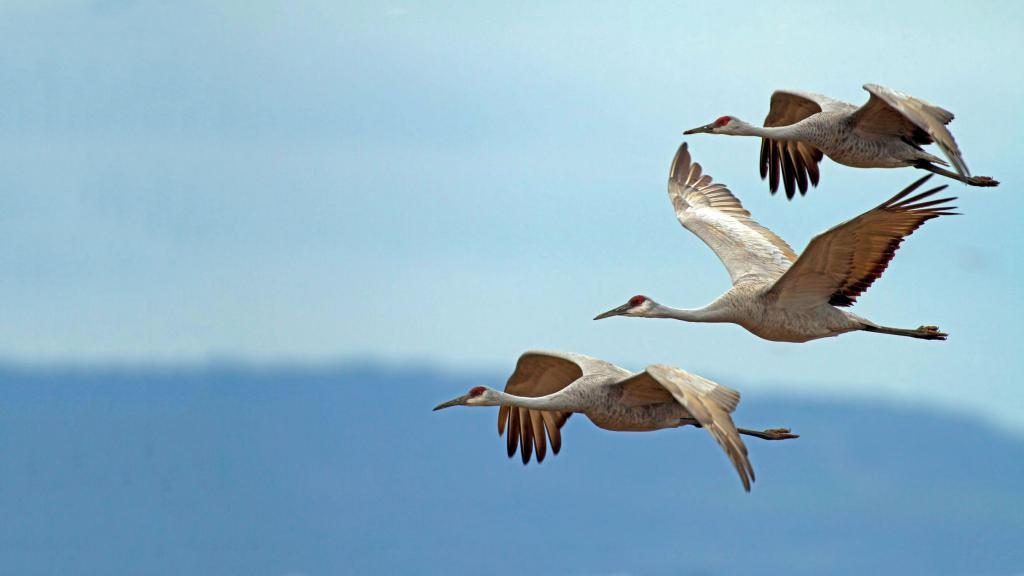 Fliegende drei Vögel