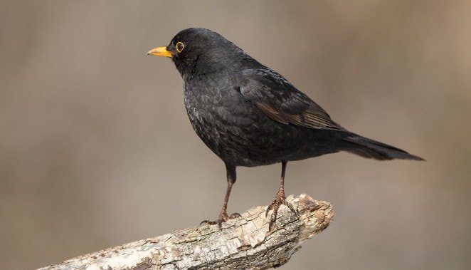 Schwarzer Vogel