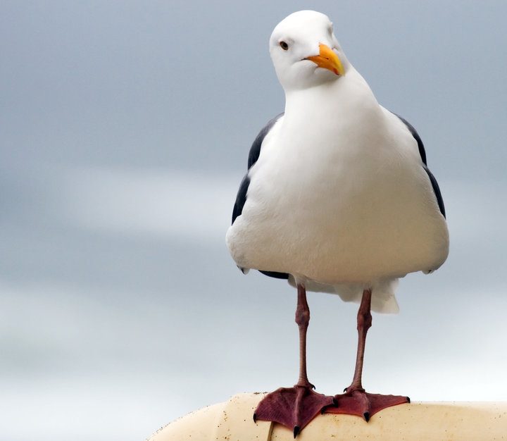 Eine Möwe steht