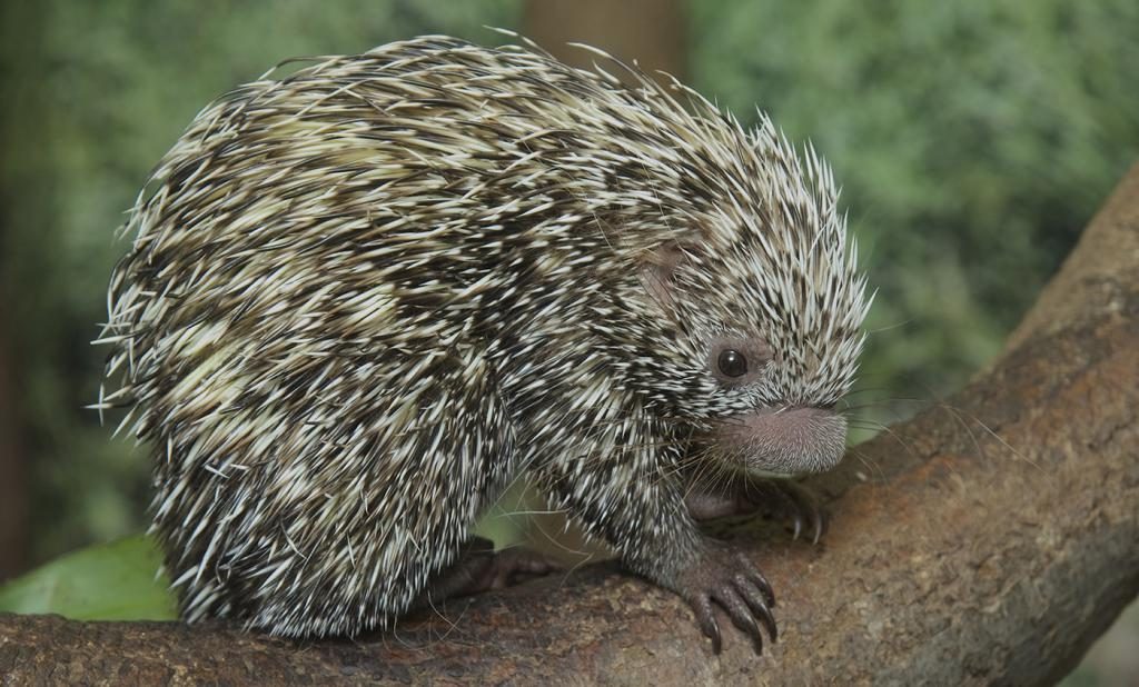 kleines Stachelschwein 