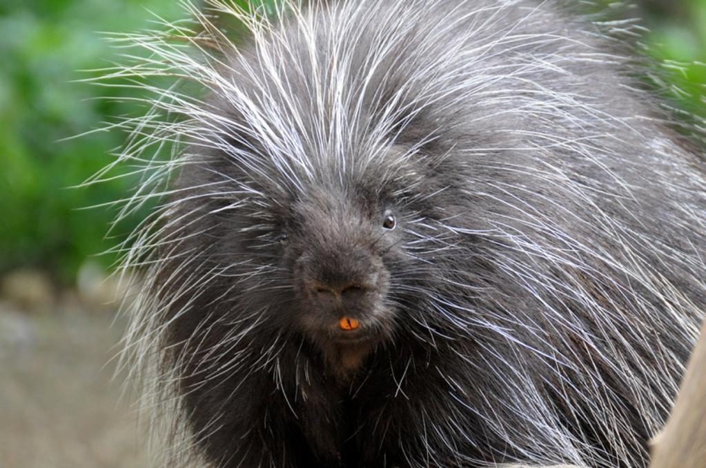 Stachelschwein mit Zähnen