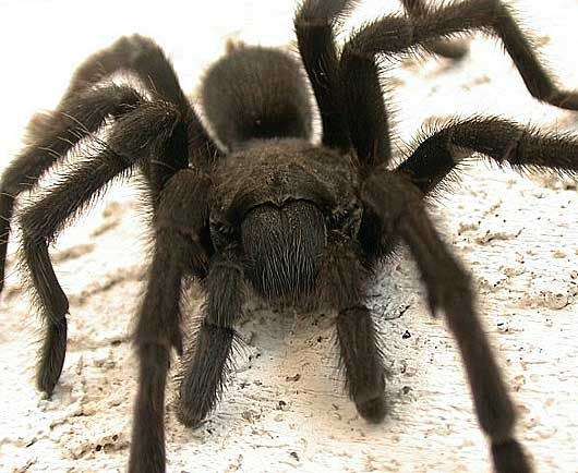 schwarze pelzige Spinne