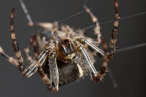 Eine große Spinne spinnt ein Netz