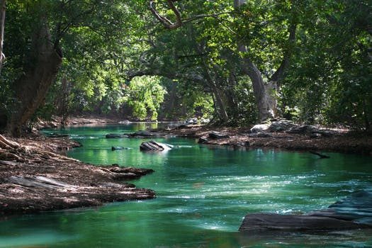 Fluss im Wald 