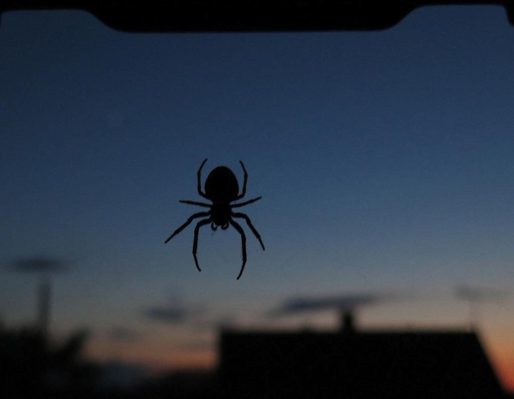 Eine Spinne kommt herunter