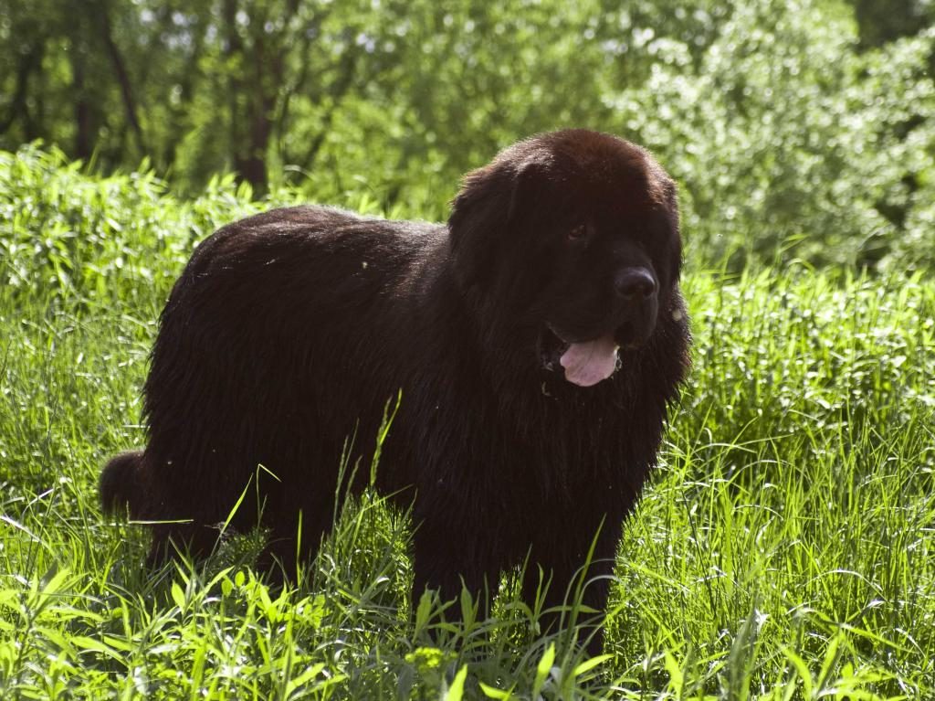 Neufundländer Hund