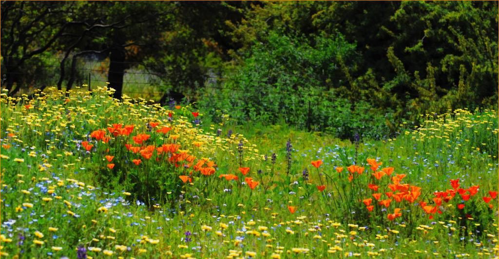 Feld Mohnblumen