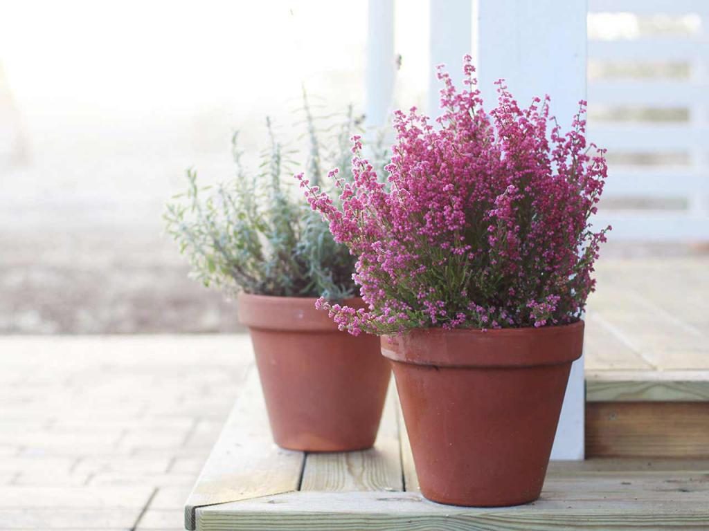 Blumen in einem Topf