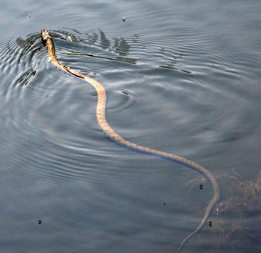 Eine Schlange, die auf dem Wasser schlittert, ist ein weibliches Symbol.