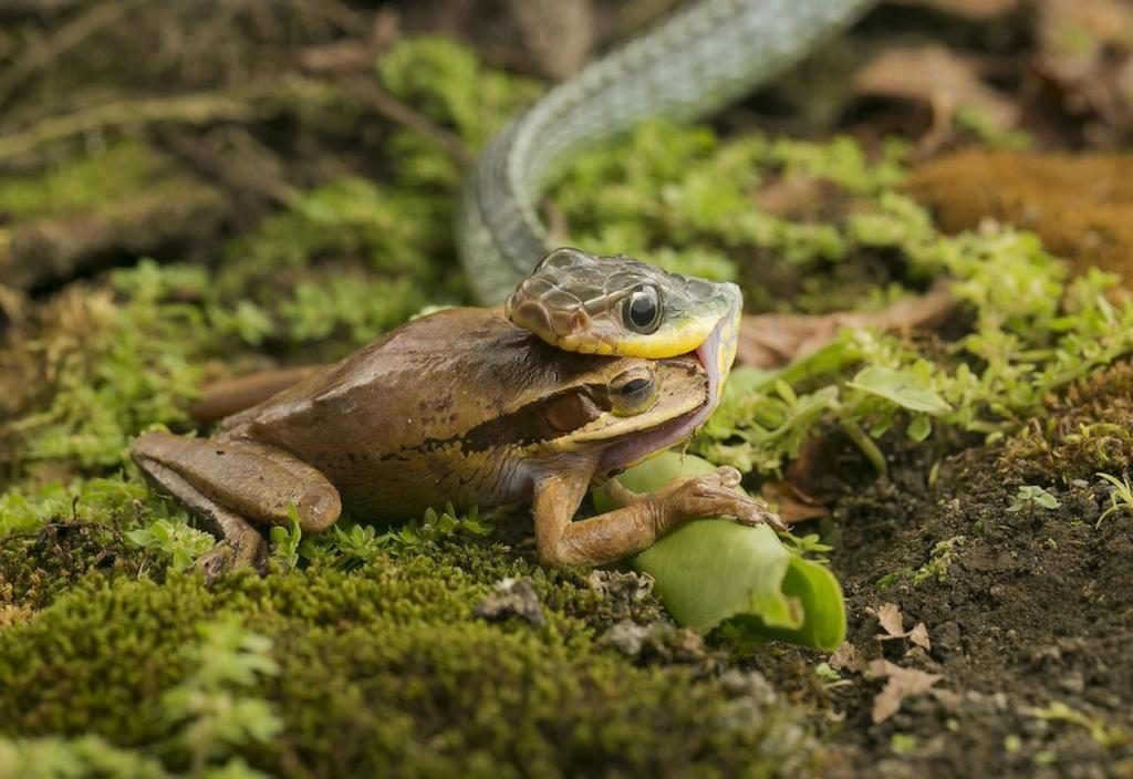 Szene mit Schlange, die einen Frosch frisst - ein starker negativer Einfluss aus der Umwelt