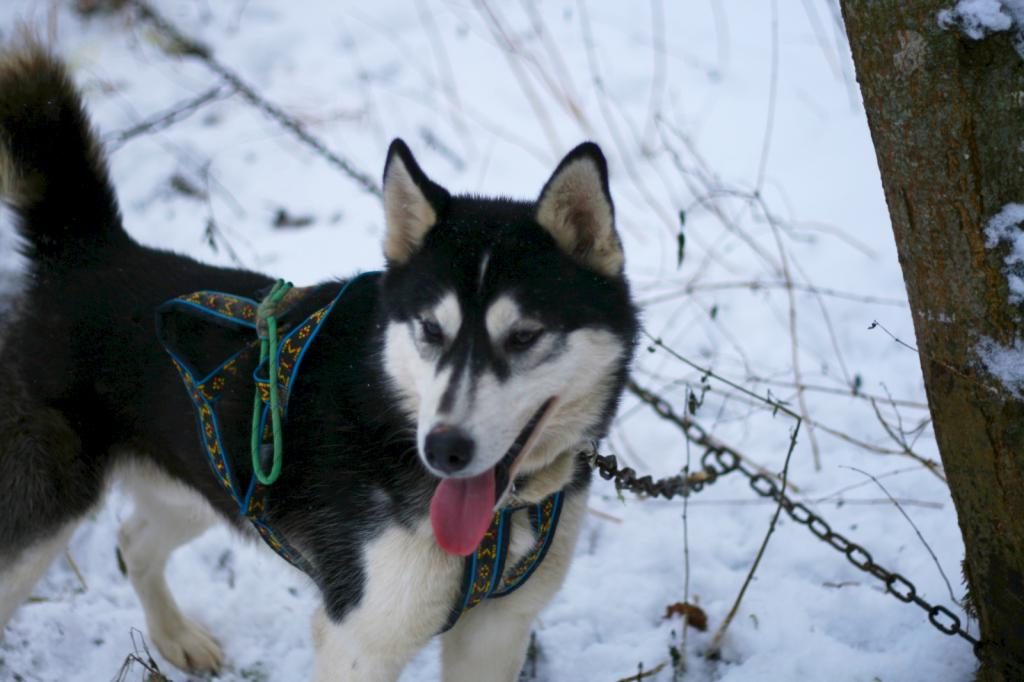 Husky-Hund