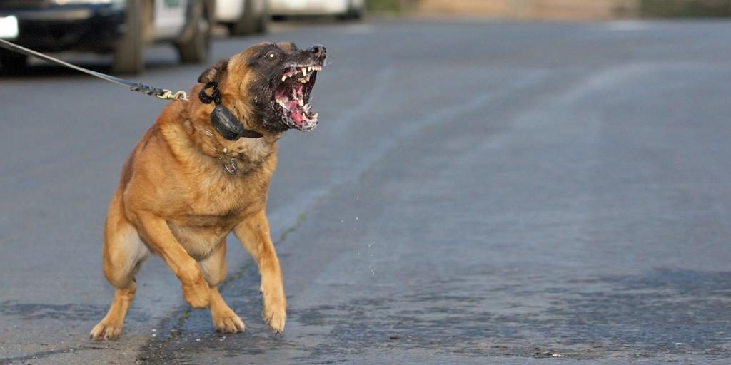 Angreifender Hund