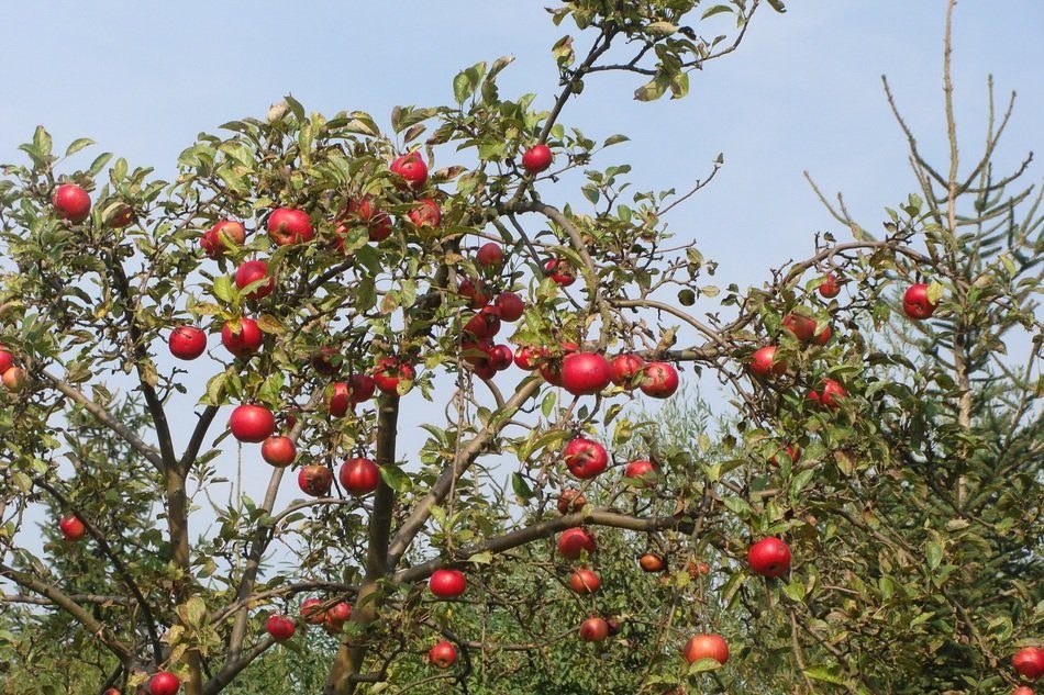 Viele rote Äpfel auf einem Zweig.