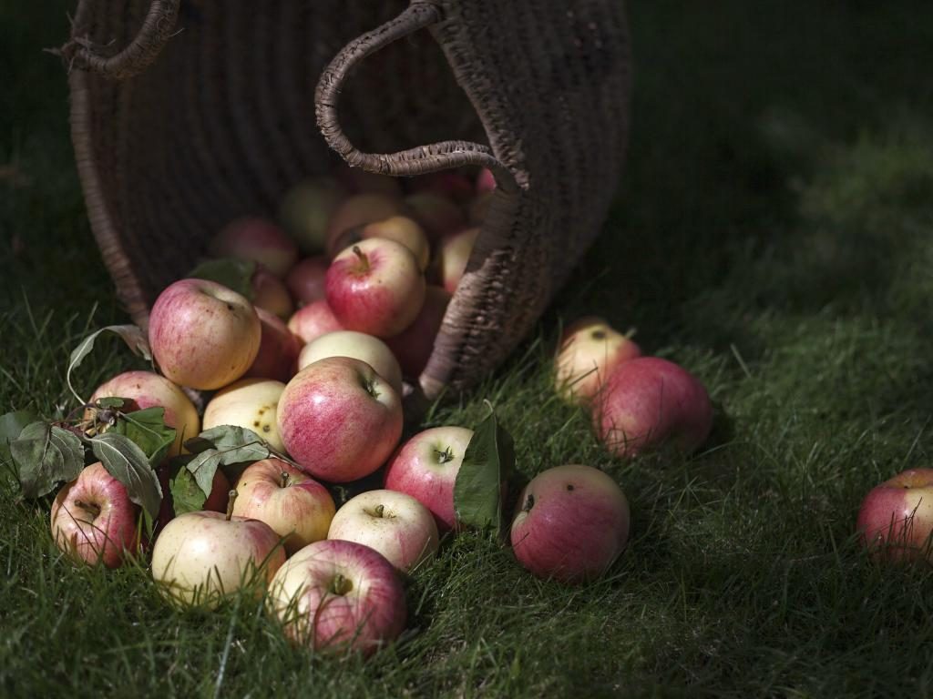 Äpfel aus dem Korb verstreut.