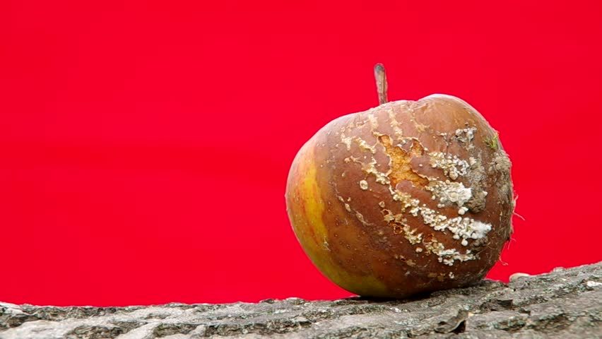 Faule Äpfel auf rotem Hintergrund.