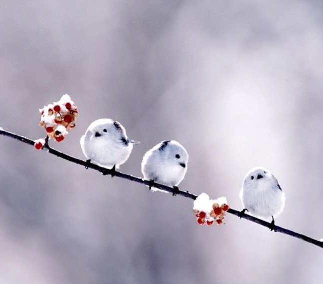 träume von einem kleinen Vogel