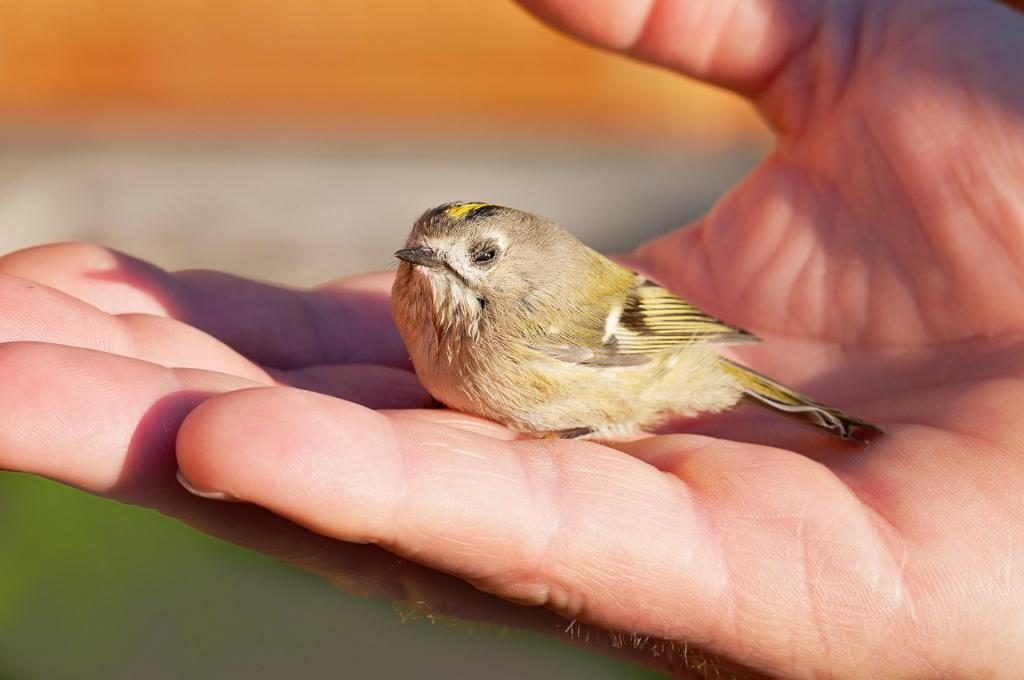 Kleiner Vogel im Traum