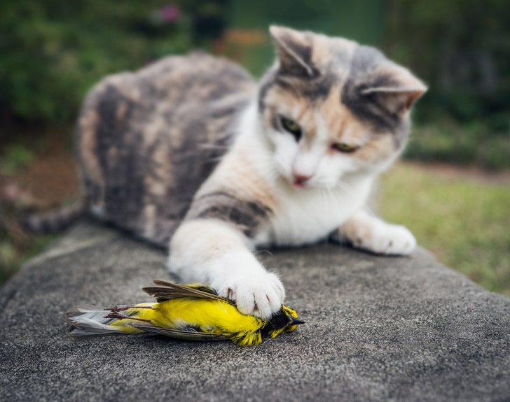 Traum über kleine Vögel viele