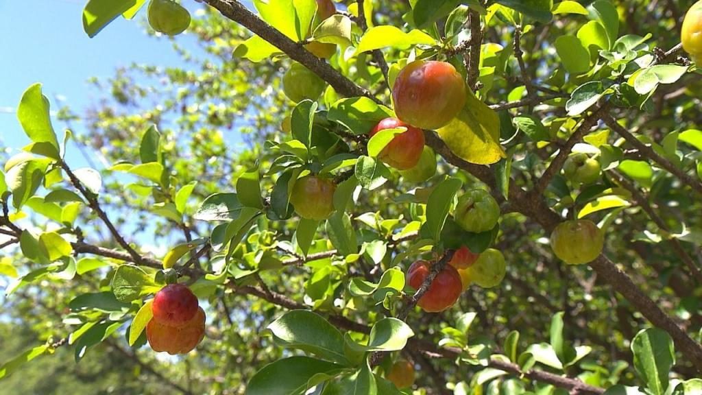 Äpfel an Bäumen