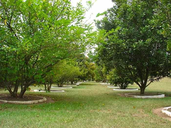 Grüner Garten