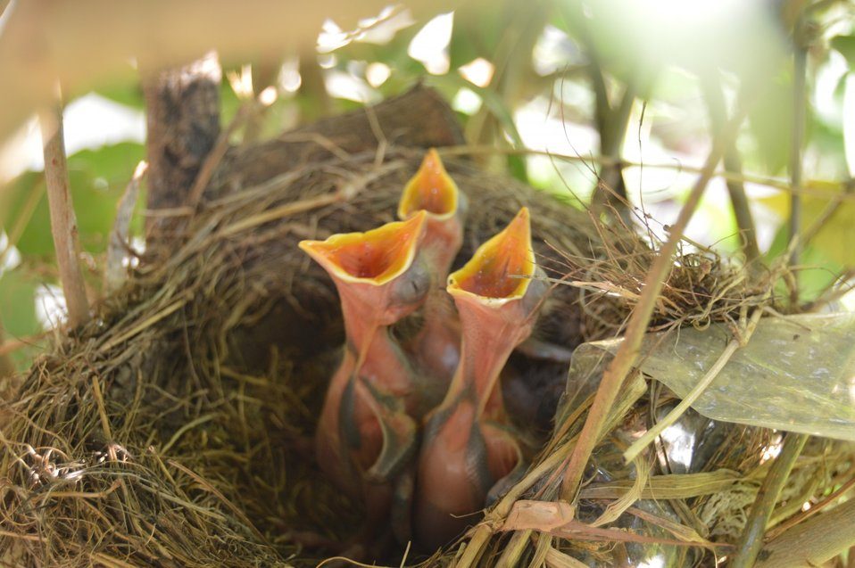 Drei Küken im Nest