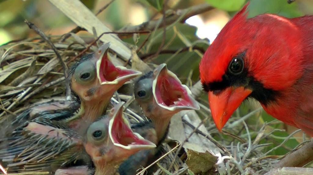 Roter Vogel und Küken