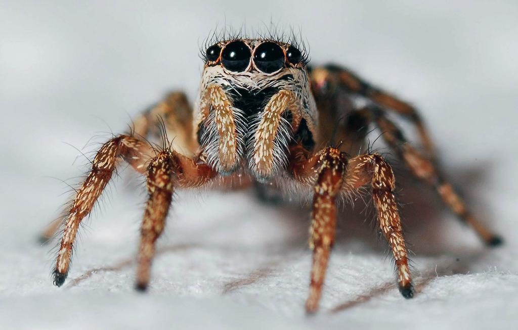 Flauschige Spinne