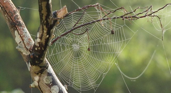 Spinnennetz auf einem Ast