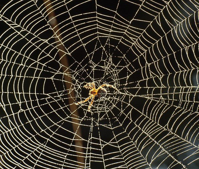 Spinne auf dem Netz